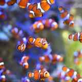 fishes